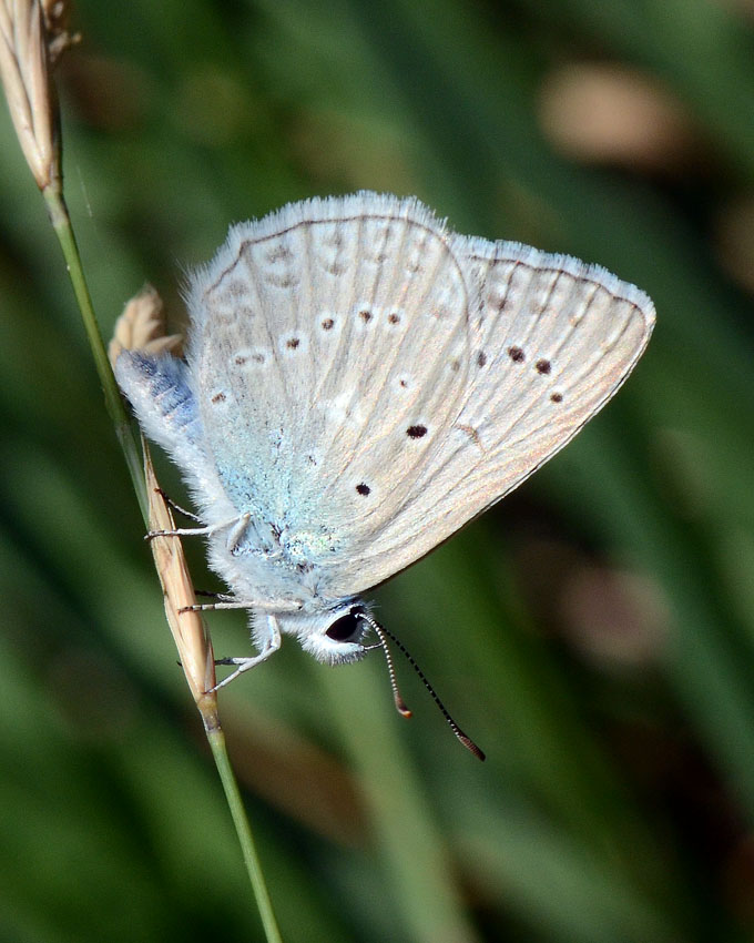 Licenide x identificazione